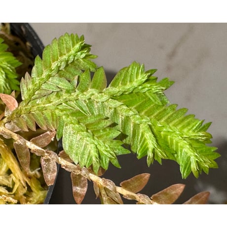 Selaginella sp. from Iquitos Peru [tanakay]