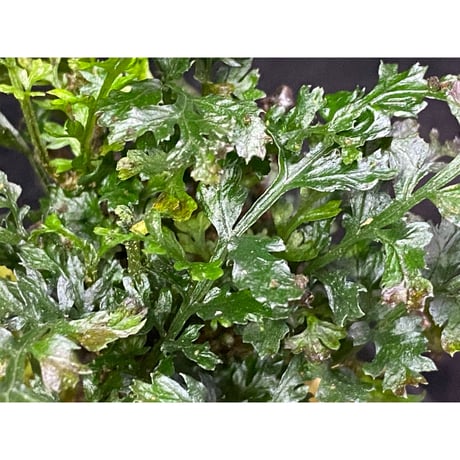 Bolbitis heteroclita cuspidata