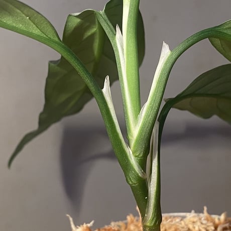 Aglaonema pictum A "しるば〜らいん" from Aceh sumatera [LA0217-04]