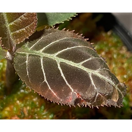 Ardisia gigantifolia [LA]