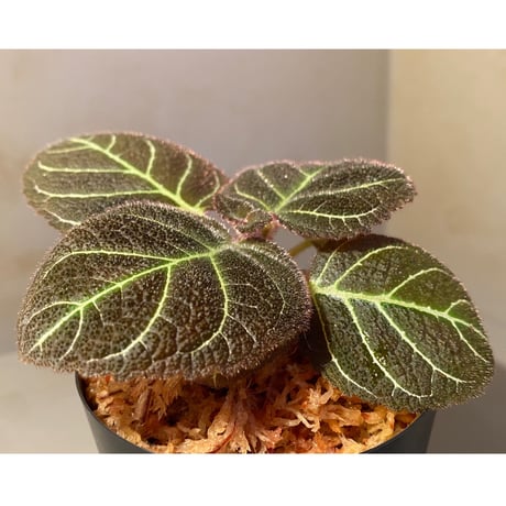 Pearcea hypocyrtiflora from Rio Napo Ecuador [tanakay] 白葉脈