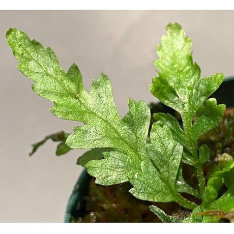 Microsorum sp. Short Dragon Tail