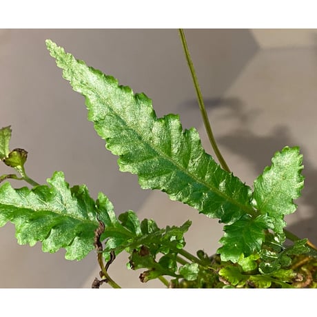 Bolbitis sp. from Siberut [LA]