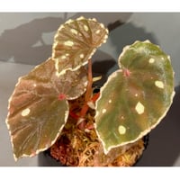 Begonia sp. from Borneo