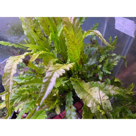Microsorum sp. Short Dragon Tail