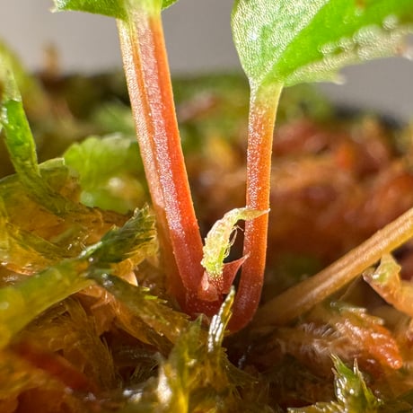 Begonia ambodiforahensis from Madagascar [LA0022-05z]