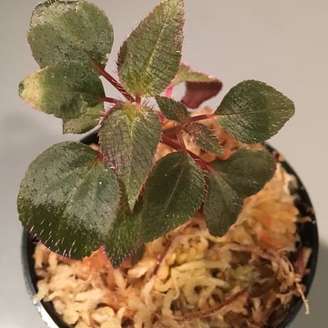 Sonerila sp. from Madagui villege Lam Dong Province. South Vietnam