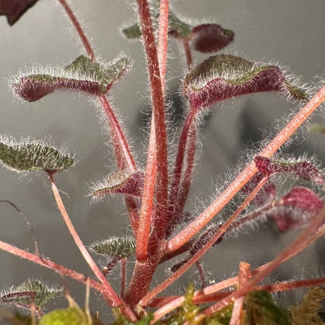 Sonerila dongnathamensis [LA]