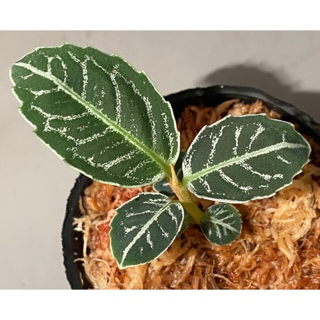 Ardisia sp. from Aceh Selatan [HW0816-03]