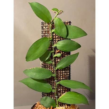 Epipremnum sp. from Chaiyaphum Thailand