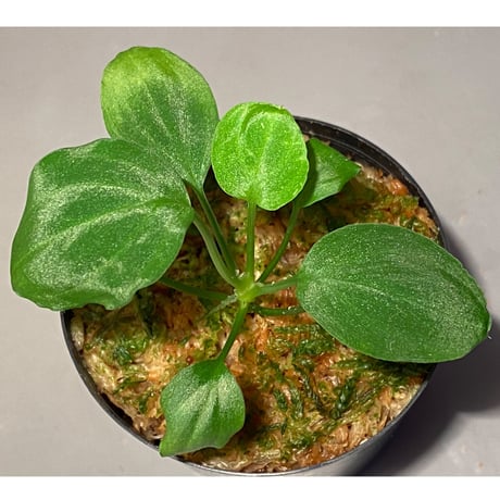 Homalomena sp. "Mobius GG" BNN from Sibolga utara [IDY1018-1]