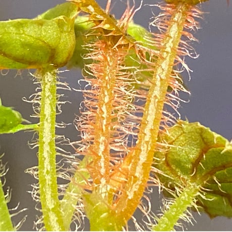 Begonia susaniae