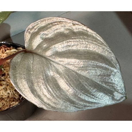 Homalomena sp. "Ultron Prime" from Riau Sumatera