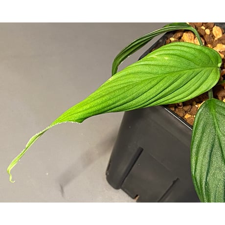 (大株) Homalomena sp. "蛟" from Sumatera Utara [LA0318-02]