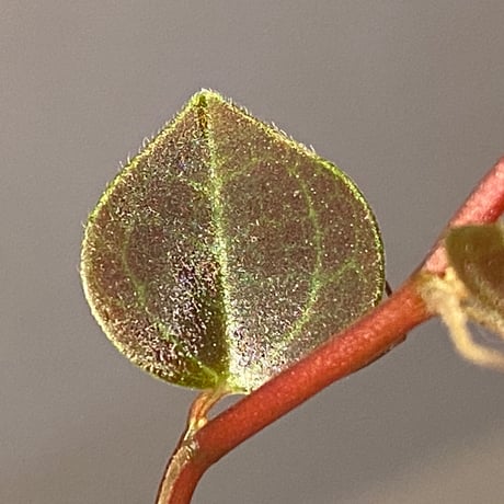 Peperomia sp. (インボイスbicolor)