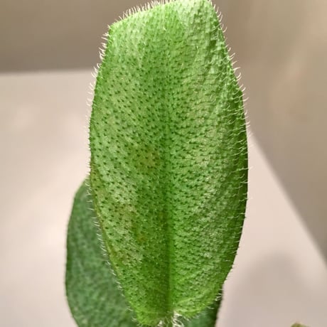 Schismatoglottis sp. from Kalimantan barat