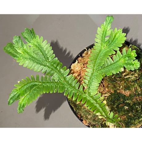 Selaginella sp. バリエガータ from "Nanga pinoh" [TB]