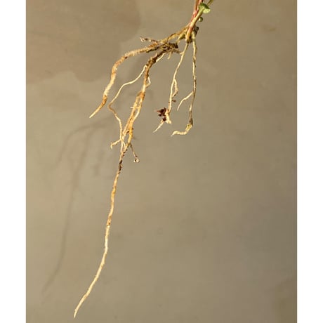 Schismatoglottis sp. "Dragon Tail" from Pangkalan Bun