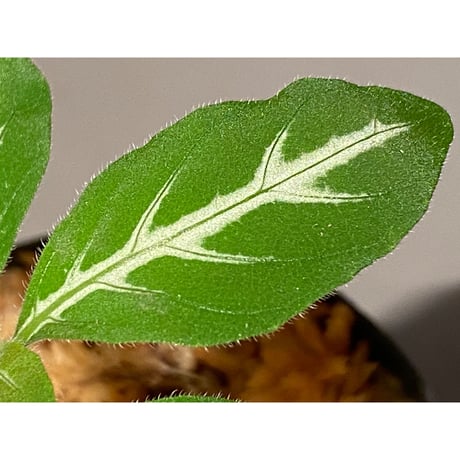 Ruellia devosiana from Brazil