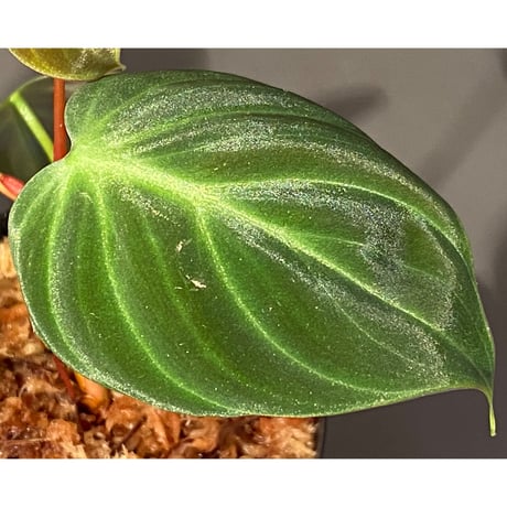 Philodendron luxurians "Choco" Colombia