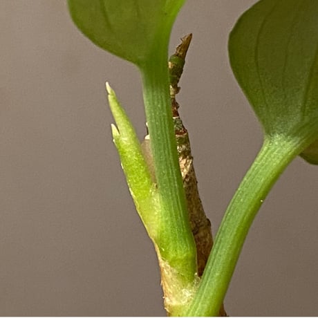 Aglaonema pictum "雷(いかずち)" (13冬) from Sibolga timur [AZ0913-3]