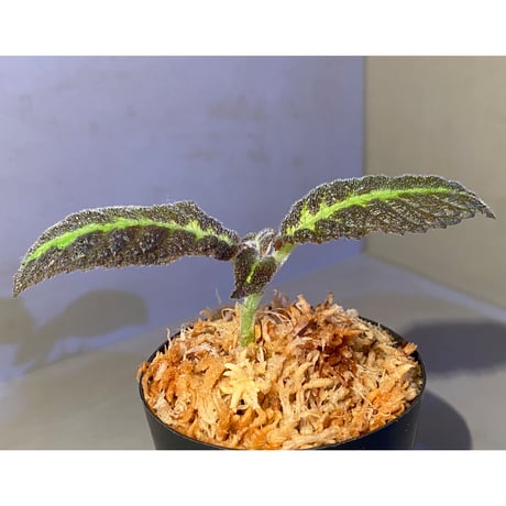Nautilocalyx picturatus