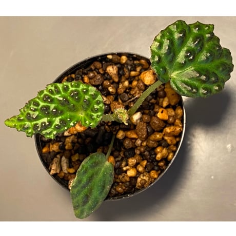 Begonia dracopelta from Borneo