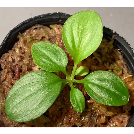 Homalomena sp. "Kayu Lapis" White Kal-barat [TB]