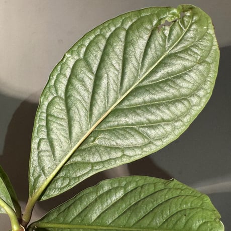 Labisia sp. from Vietnam