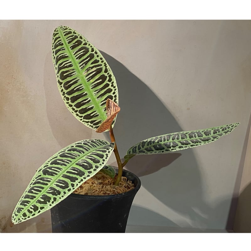 大株) Emblemantha urnulata (Labisia sp.) from Ri
