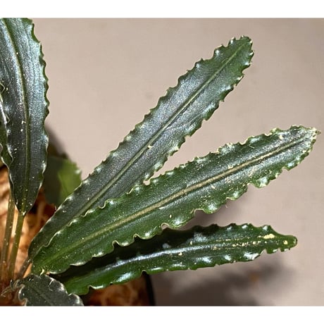 (大株) Bucephalandra sp. from "Mangat" [MF0417-2A] ②