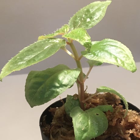 Sonerila sp. wf1 from Phang Nga Thailand [KZT]