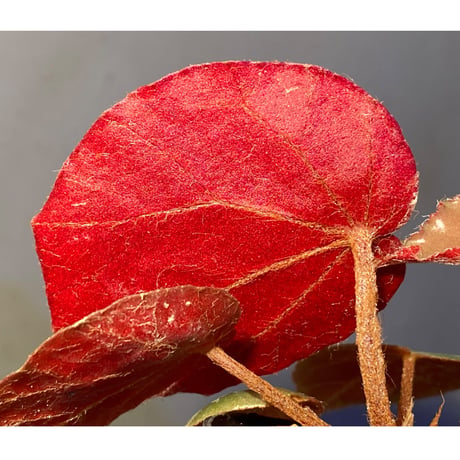 Begonia sp. f1 from Sumatera [NT ORCHID]
