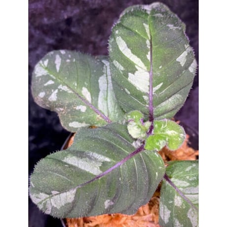 Gymnostachyum sp. from Tigalingga [HW0219-02-f1]