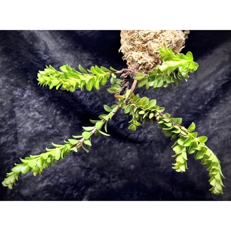(2芽立ち) Disterigma bracteatum [ECUAGENERA]