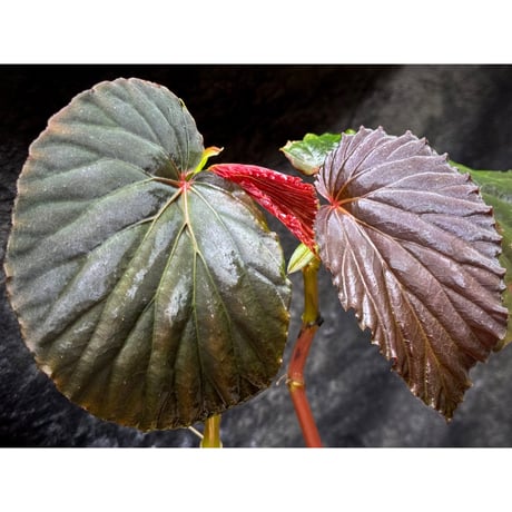 Begonia sp. from Kapuas hulu