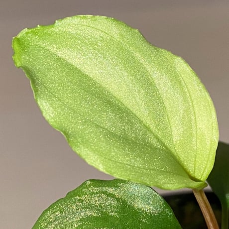Homalomena sp. "Shirogane" SGP from Pulau Linga [HW1017-XX]