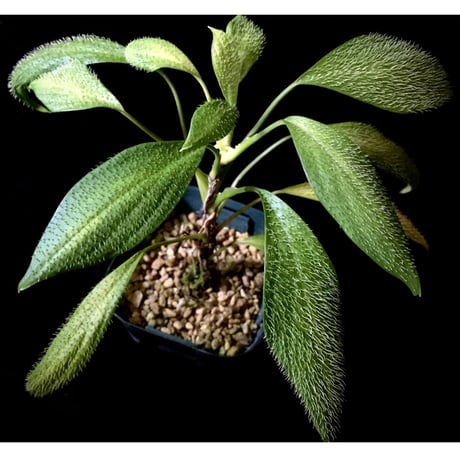 Homalomena hasei "狐尾" from Aceh sumatera [LA0616-04]