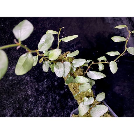 Ficus sp. from Murung raya [LA0515-05]