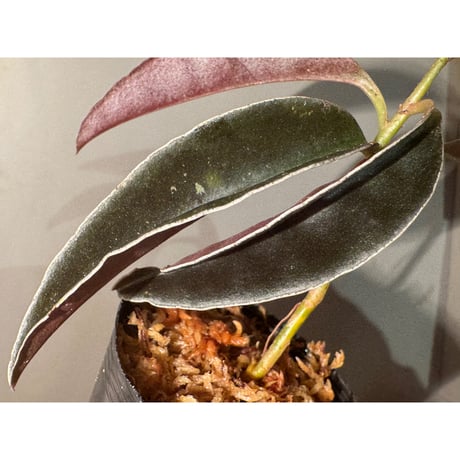 Labisia sp. from Landak West Kalimantan