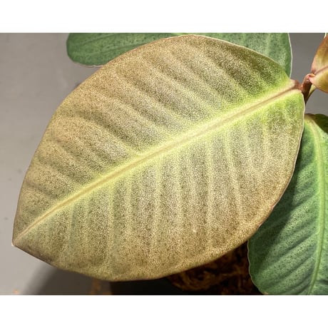 (大株) Ardisia sp. from Saripoi [LA0515-02]