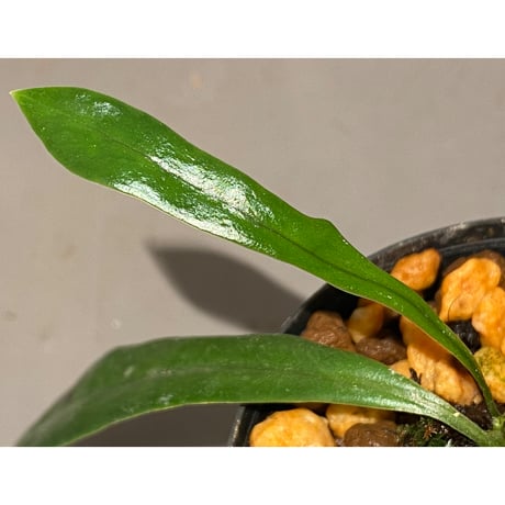 Microsorum sp. from Thailand [Joe&Mam]