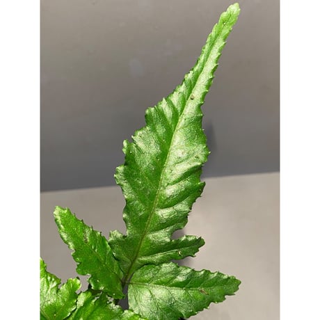 Bolbitis sp. from Siberut [LA]