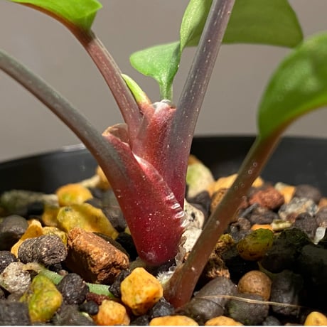 Homalomena sp. "Shirogane" SGR from Pulau Linga [HW1017-XX]