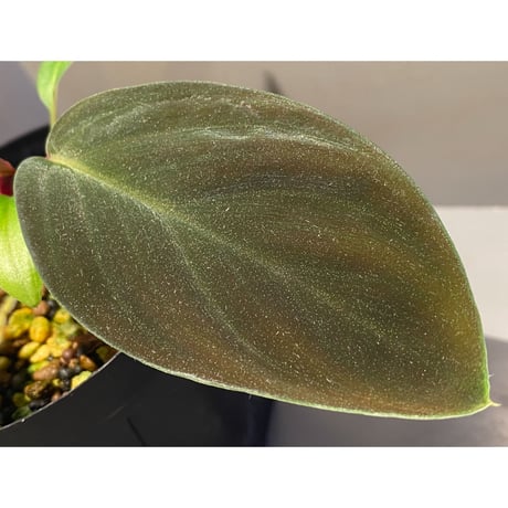 Homalomena sp. from West Kalimantan