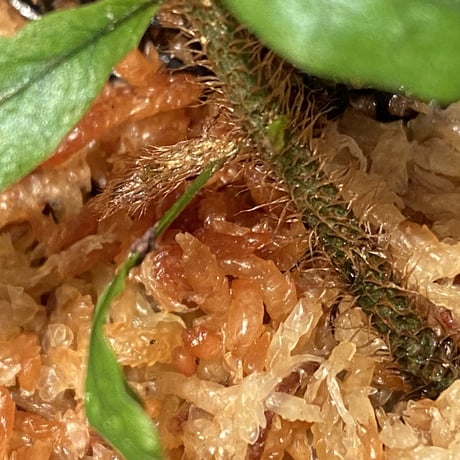Microgramma lycopodioides from Guatemara 伊藤蟻植物農園
