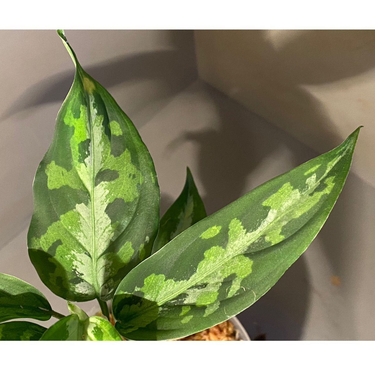 Aglaonema pictum Tricolor Eureka Aglaonema Pictum Tricolor “EUREKA