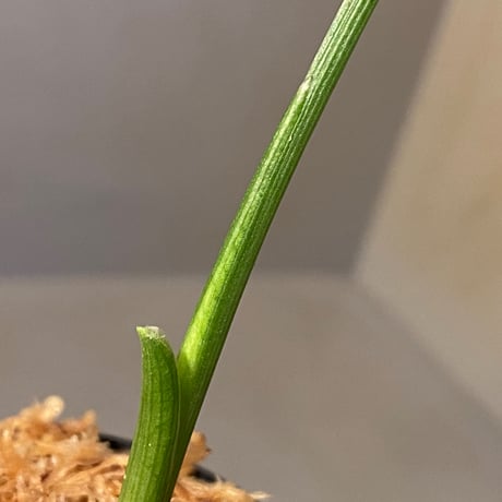 sp. from Bahia Solano Colombia [tanakay]