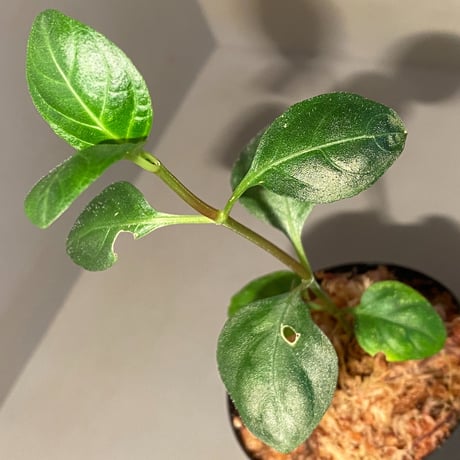 Gymnostachyum sp. from Aceh sumatera [LA1116-02]
