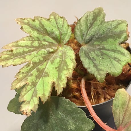 Begonia cv. Jaggy [LA0314-00-f1]